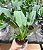 PACOVÁ (Philodendron martiaum) - Pote 11 - Imagem 1