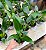 PACOVÁ (Philodendron martiaum) - Pote 11 - Imagem 2
