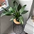 PACOVÁ (Philodendron martiaum) - Pote 11 - Imagem 3