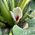 PACOVÁ (Philodendron martiaum) - Pote 11 - Imagem 4