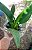 PACOVÁ (Philodendron martiaum) - Pote 11 - Imagem 2