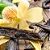 BAUNILHA (Vanilla planifolia) - Pote 15 - Imagem 1