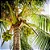 COCO ANÃO (Cocos nucifera) - Muda com até 1 metro - Imagem 1