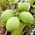 COCO ANÃO (Cocos nucifera) - Muda com até 1 metro - Imagem 2
