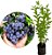 BLUEBERRY ou MIRTILO (Vaccinium ashei) - Muda com até 60 cm - Imagem 2