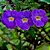 TUMBÉRGIA ARBUSTIVA (Thunbergia erecta) - 10 cm - Imagem 1