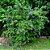 TUMBÉRGIA ARBUSTIVA (Thunbergia erecta) - 10 cm - Imagem 3