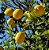 LIMÃO SICILIANO (Citrus Limon) - Muda enxertada com até 1 metro - Imagem 1