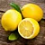 LIMÃO SICILIANO (Citrus Limon) - Muda enxertada com até 1 metro - Imagem 2