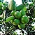 LIMÃO TAITI (Citrus Limon) - Muda enxertada até 1 metro - Imagem 2