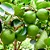 LIMÃO TAITI (Citrus Limon) - Muda enxertada até 1 metro - Imagem 1