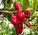 FRUTA DO MILAGRE (Sideroxylon dulcificum) - Imagem 1