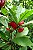FRUTA DO MILAGRE (Sideroxylon dulcificum) - Imagem 3
