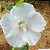 HIBISCO BRANCO (Hibiscus rosa-sinensis ‘Albus’) - Muda com até 1 metro - Imagem 1