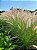 CAPIM DO TEXAS VERDE (Pennisetum setaceum) - Imagem 1