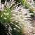 CAPIM DO TEXAS VERDE (Pennisetum setaceum) - Imagem 2