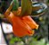 COLUMÉIA PEIXINHO (Nematanthus wettsteinii) - Imagem 2