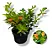 COLUMÉIA PEIXINHO (Nematanthus wettsteinii) - Imagem 3