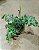 SAMAMBAIA AMAZÔNICA (Polypodium decumanum) - Cuia 21 - Imagem 3