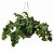 SAMAMBAIA AMAZÔNICA (Polypodium decumanum) - Imagem 1