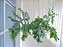 SAMAMBAIA AMAZÔNICA (Polypodium decumanum) - Imagem 2