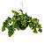 SAMAMBAIA AMAZÔNICA (Polypodium decumanum) - Cuia 21 - Imagem 2