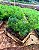 ASPARGO ALFINETE (Aspargus densiflorus `Sprengeri´) - CAIXA COM 15 MUDAS - Imagem 1