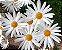 MARGARIDA BRANCA - CAIXA COM 15 MUDAS (Argyranthemum foeniculaceum) - Imagem 2