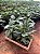 FILODENDRO XANADU (Philodendron xanadu) - CAIXA COM 4 MUDAS - Imagem 1