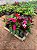 IMPATIENS (Impatiens walleriana) - CAIXA COM 15 MUDAS - Imagem 1