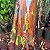 EUCALIPTO ARCO-ÍRIS (Eucalyptus deglupta) - Imagem 1