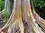 EUCALIPTO ARCO-ÍRIS (Eucalyptus deglupta) - Imagem 1