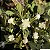 GRUMIXAMA PRETA (Eugenia brasiliensis) - Muda com até 1 metro - Imagem 3