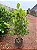 CLÚSIA (Clusia fluminensis) - Muda - Imagem 8
