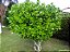 CLÚSIA (Clusia fluminensis) - Muda com 40 cm - Imagem 5