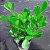 CLÚSIA (Clusia fluminensis) - Imagem 1