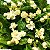JASMIM ÁRABE (Jasminum sambac) - Muda com até 70 cm - Imagem 4