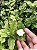 JASMIM ÁRABE (Jasminum sambac) - Muda com até 70 cm - Imagem 5