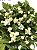 JASMIM ÁRABE (Jasminum sambac) - Muda com até 70 cm - Imagem 6