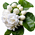 JASMIM ÁRABE (Jasminum sambac) - Muda com até 70 cm - Imagem 1