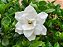 JASMIM DO CABO ou GARDÊNIA (Gardenia jasminoides) - 40 cm - Imagem 1