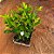 JASMIM DO CABO ou GARDÊNIA (Gardenia jasminoides) - 40 cm - Imagem 3