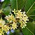 JASMIM DO IMPERADOR (Osmanthus fragrans) - Muda com até 60 cm - Imagem 1