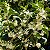 JASMIM DO IMPERADOR (Osmanthus fragrans) - Muda com até 60 cm - Imagem 3