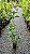 JASMIM DO IMPERADOR (Osmanthus fragrans) - Muda com até 80 cm - Imagem 4