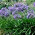 AGAPANTO AZUL (Agapanthus africanus) - CAIXA COM 10 MUDAS - Imagem 2