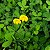 GRAMA AMENDOIM ou AMENDOIM FORRAJEIRO (Arachis repens) - BANDEJA COM 64 MUDAS - Imagem 2