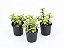 Portulacaria afra - Pote 6 - Imagem 1
