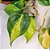 FILODENDRO BRASIL (Philodendron hederaceum) - Imagem 2