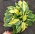 FILODENDRO BRASIL (Philodendron hederaceum) - Imagem 1